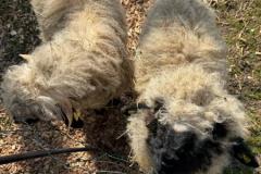 Der-Fruehling-kommt-7