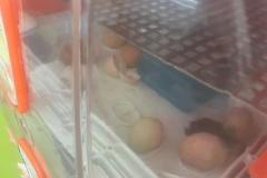 IMG-20250422-WA0001