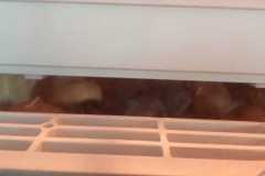 IMG-20250423-WA0001