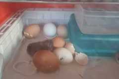 IMG-20250423-WA0002