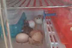 IMG-20250423-WA0003