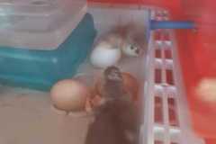 IMG-20250423-WA0004