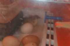 IMG-20250423-WA0005