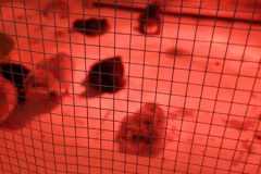 IMG-20250424-WA0004