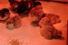 IMG-20250424-WA0007