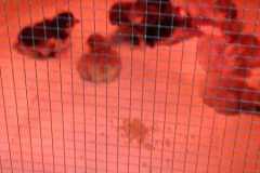 IMG-20250424-WA0009