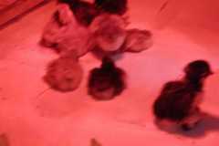 IMG-20250424-WA0010