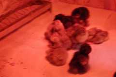 IMG-20250424-WA0011