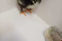 IMG-20250424-WA0013