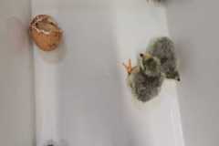 IMG-20250424-WA0014