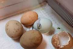 IMG-20250424-WA0015