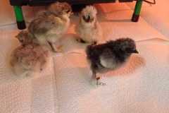IMG-20250424-WA0016