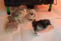 IMG-20250424-WA0017