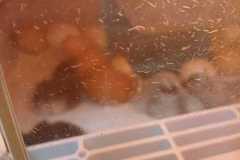 IMG-20250424-WA0018