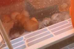 IMG-20250424-WA0019