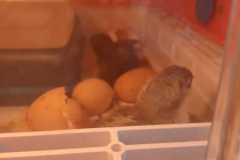 IMG-20250424-WA0024