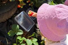 Erdbeeren-3