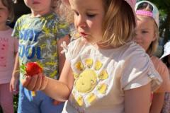 Erdbeeren-4