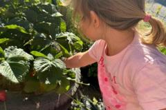 Erdbeeren-5