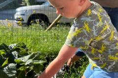 Erdbeeren-8